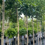 Pagaštan pleťový (Aesculus × carnea briotti) – výška 280-300 cm, obvod kmeňa 8/10 cm, kont. C35L